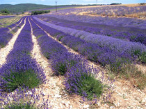 Lavendel