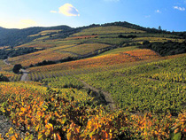 Weinberge Corbieres